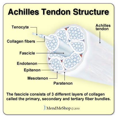 Achilles Tenosynovitis