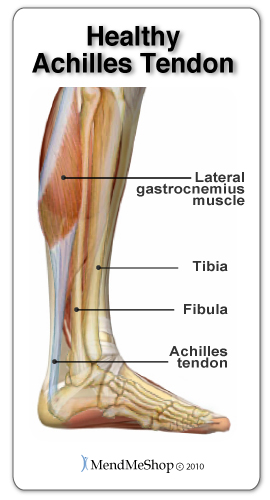 A healthy Achilles tendon will remain flexible